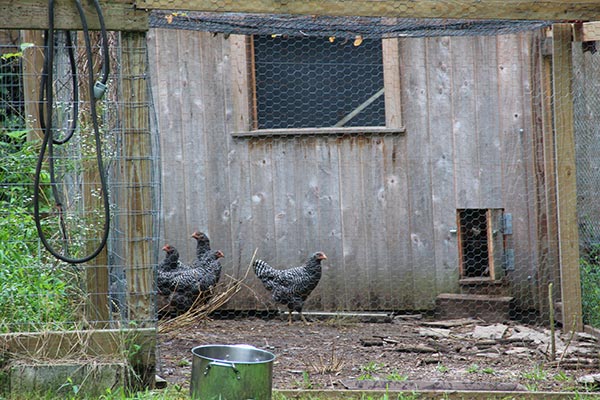 Chickens
