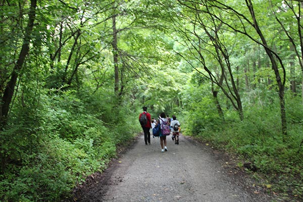 Path into Woods