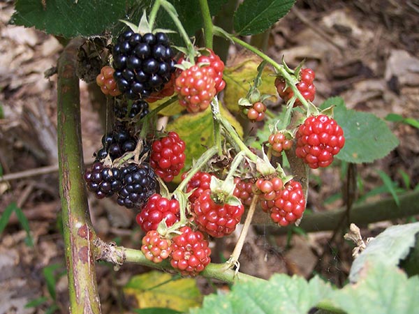 Raspberries